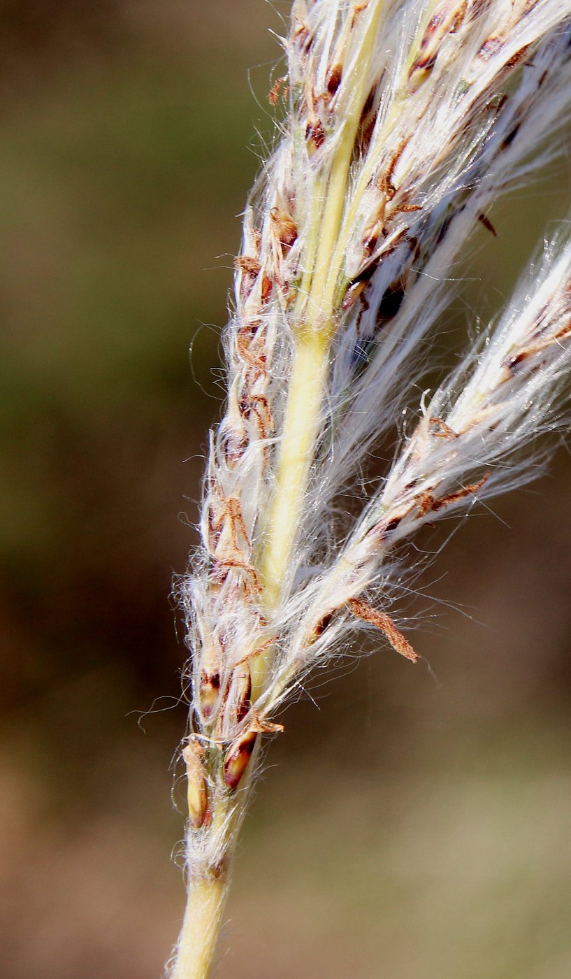 Image of Imperata cylindrica specimen.