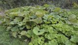 род Petasites