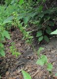 Epipactis helleborine. Плодоносящее растение. Северная Осетия, гор. округ Владикавказ, долина р. Суаргом, ок. 1200 м н.у.м., разреженный лес на склоне. 09.07.2021.