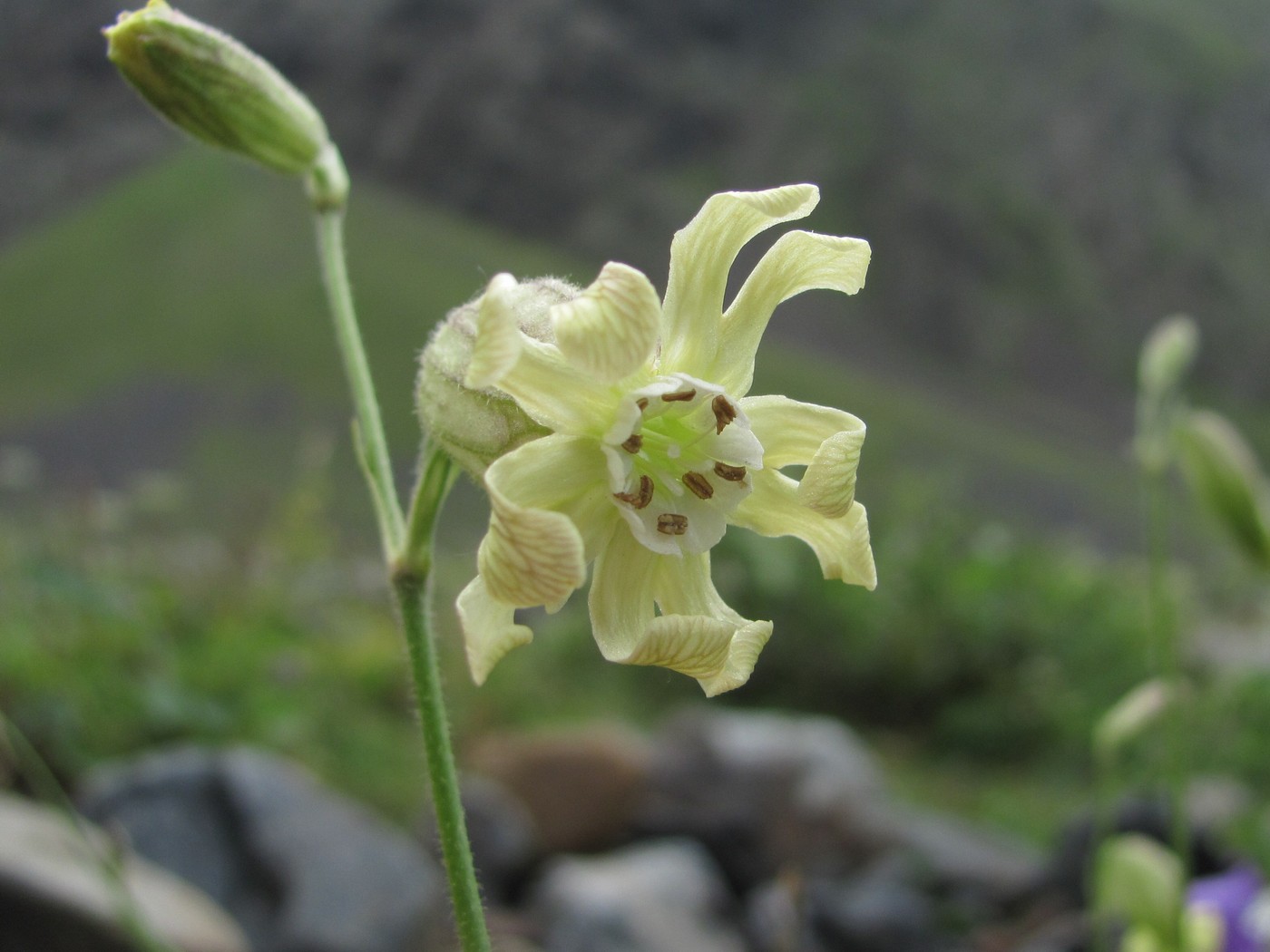 Изображение особи Silene lychnidea.