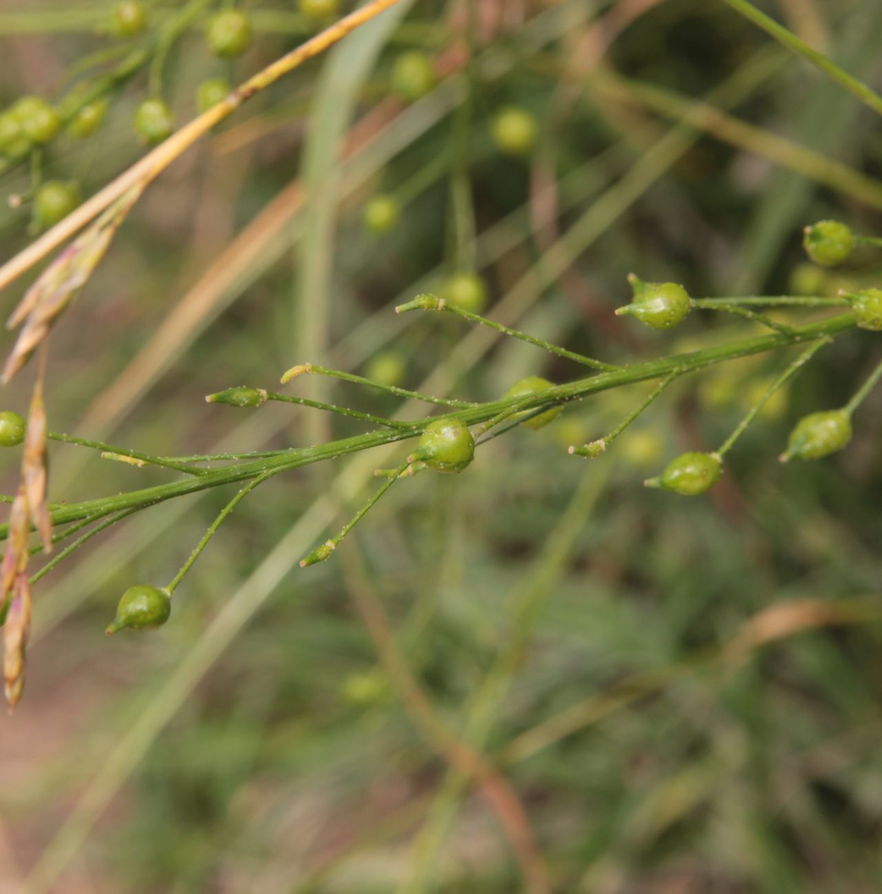 Image of Bunias orientalis specimen.