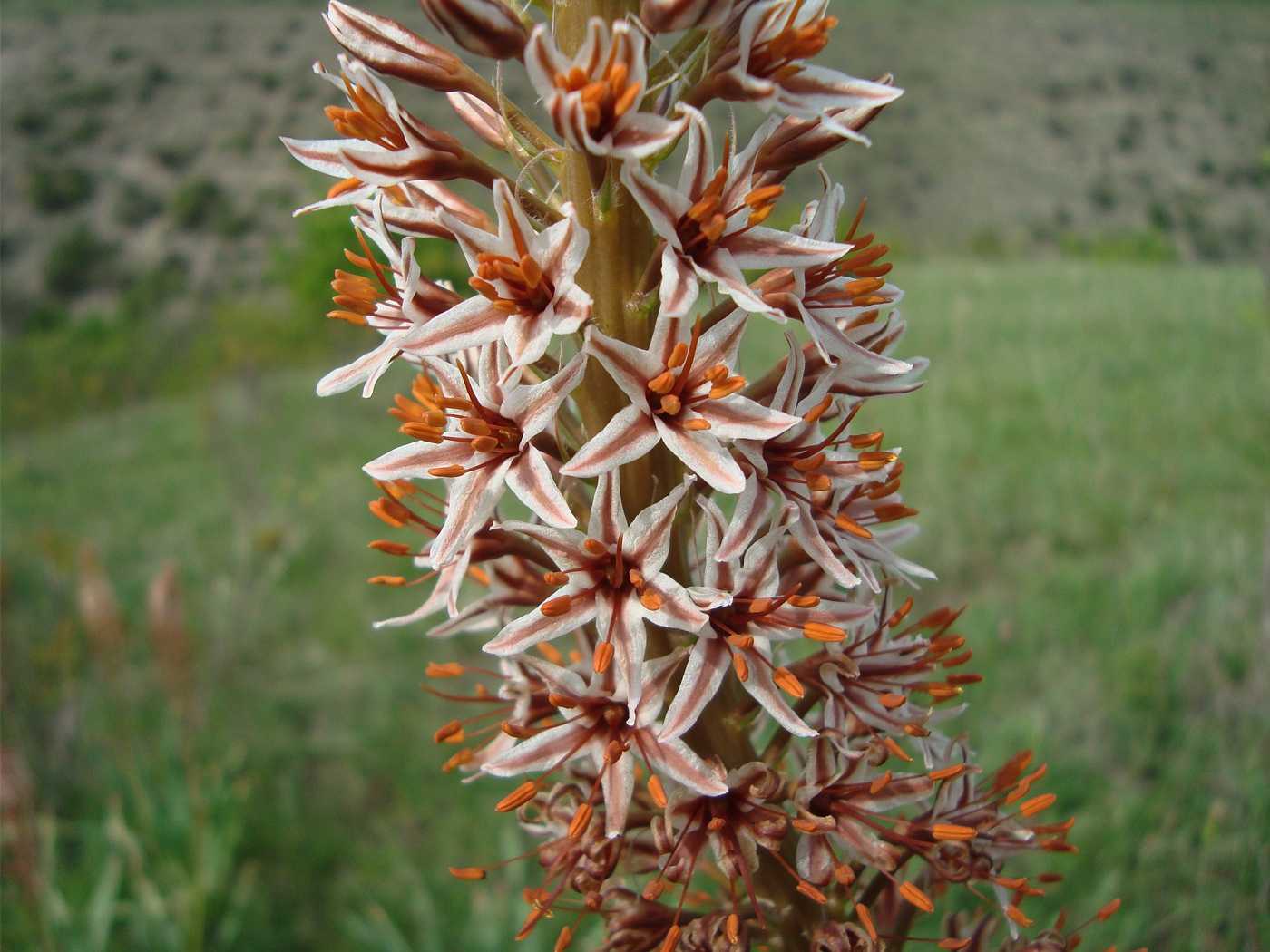 Image of Eremurus azerbajdzhanicus specimen.