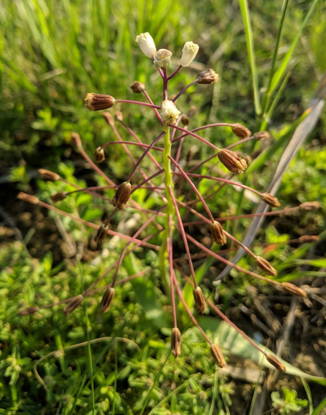 Image of Bellevalia speciosa specimen.