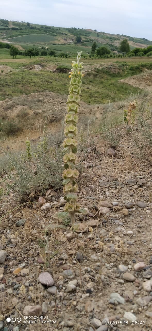 Изображение особи Eremostachys isochila.