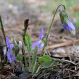 Viola hirta