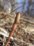 Equisetum pratense