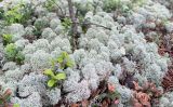 Cladonia stellaris