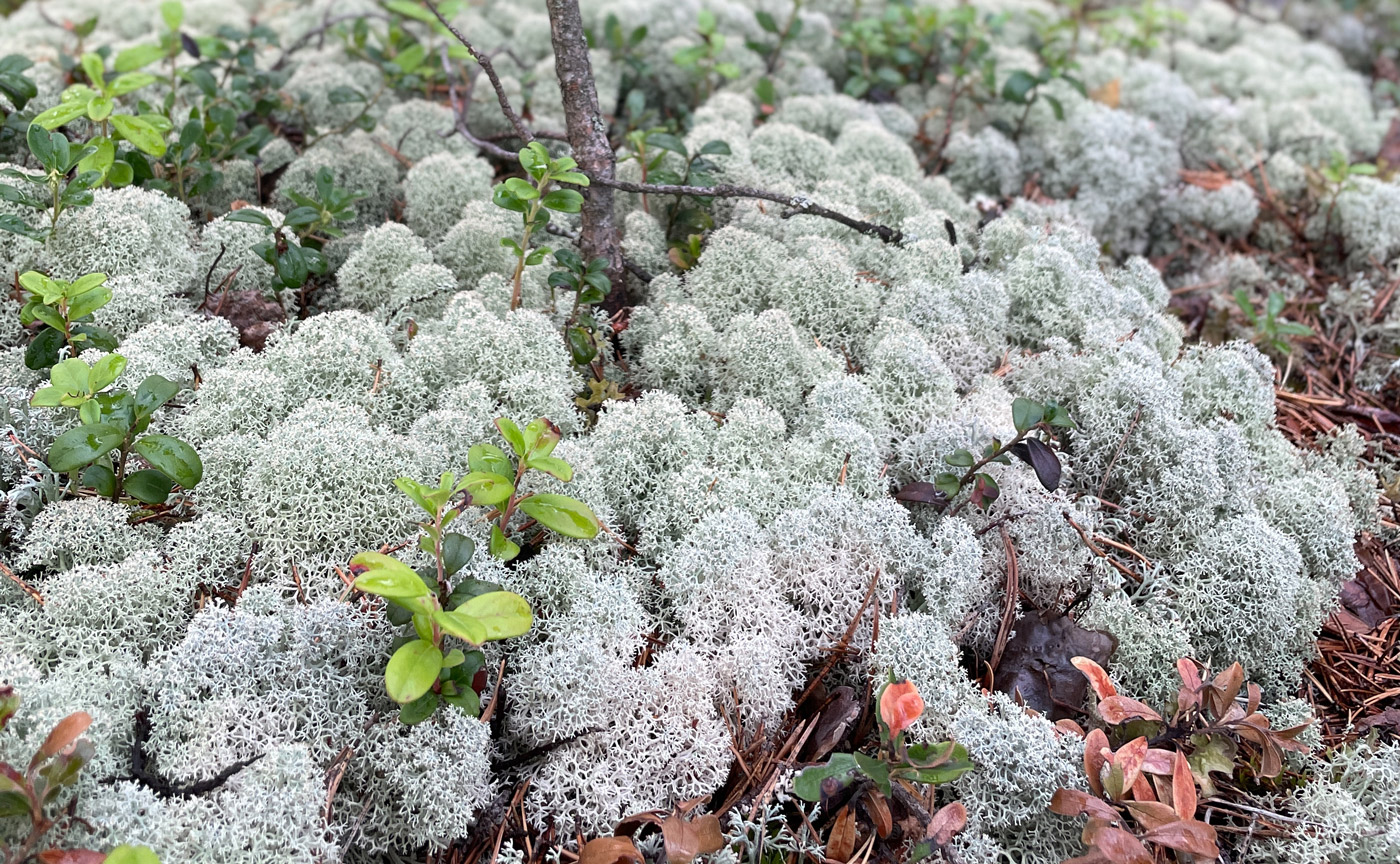 Image of Cladonia stellaris specimen.