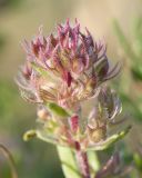 Thymus elenevskyi. Верхушка соплодия. Краснодарский край, м/о город-герой Новороссийск, водосборная зона Суджукской лагуны, степное сообщество на прибрежном обрыве. 15.06.2022.