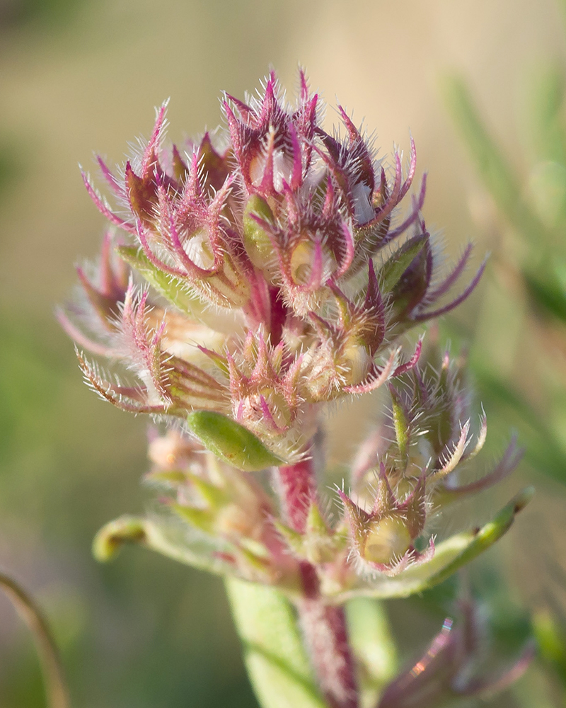 Image of Thymus elenevskyi specimen.