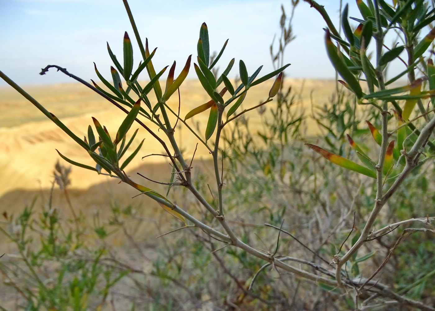 Изображение особи Astragalus saphronovae.