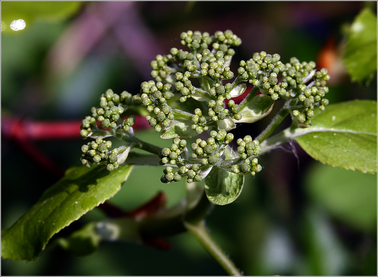 Изображение особи Hydrangea petiolaris.