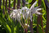 genus Crinum