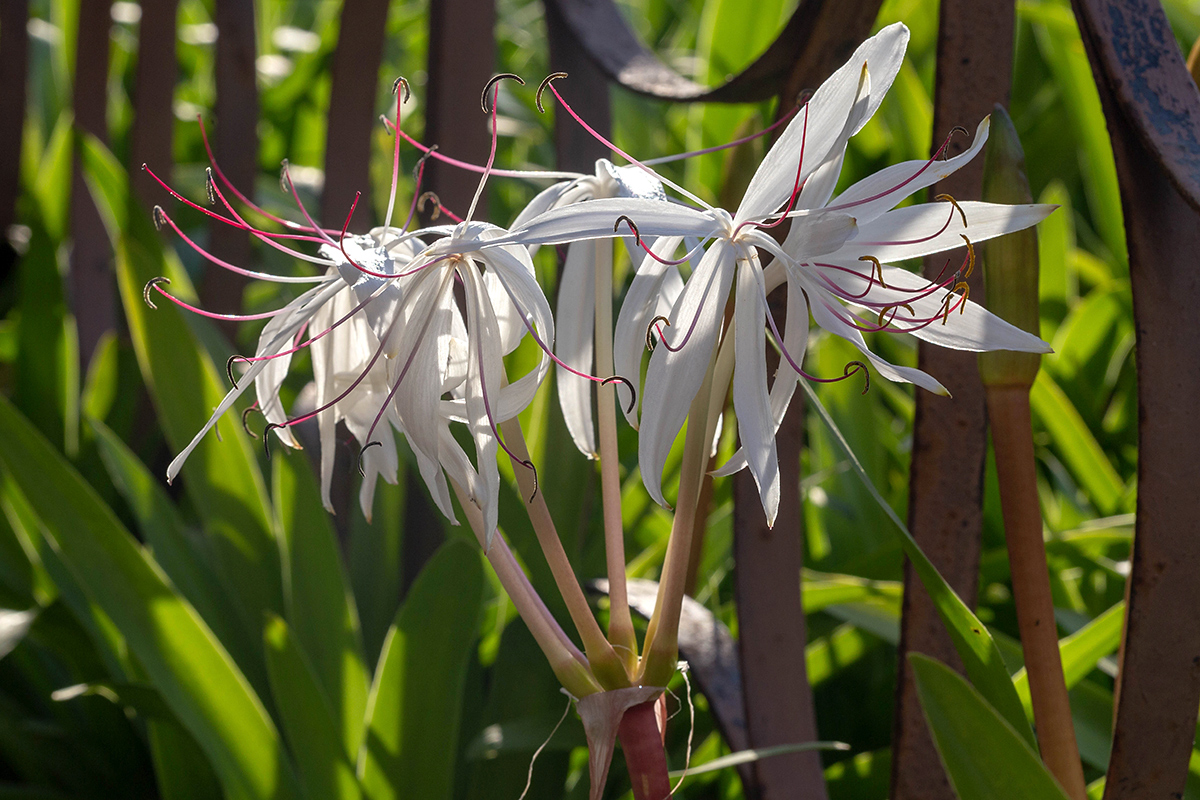 Изображение особи род Crinum.