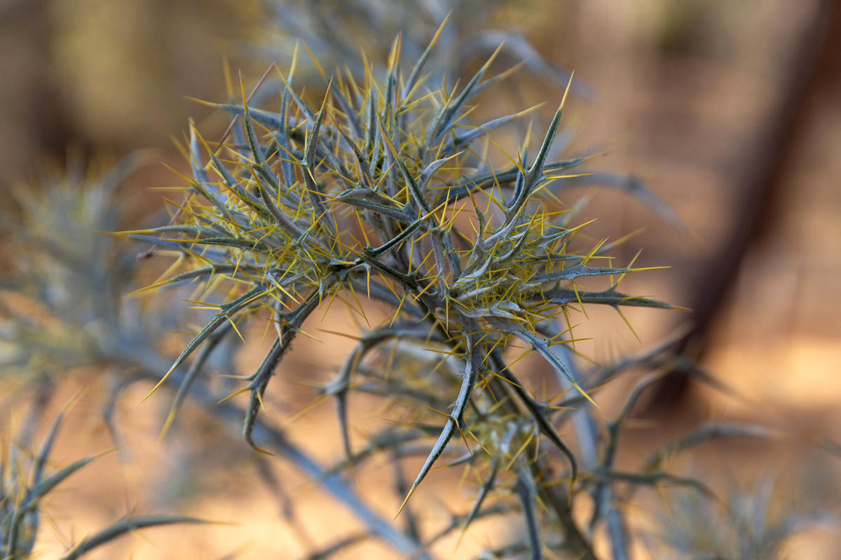Image of Picnomon acarna specimen.
