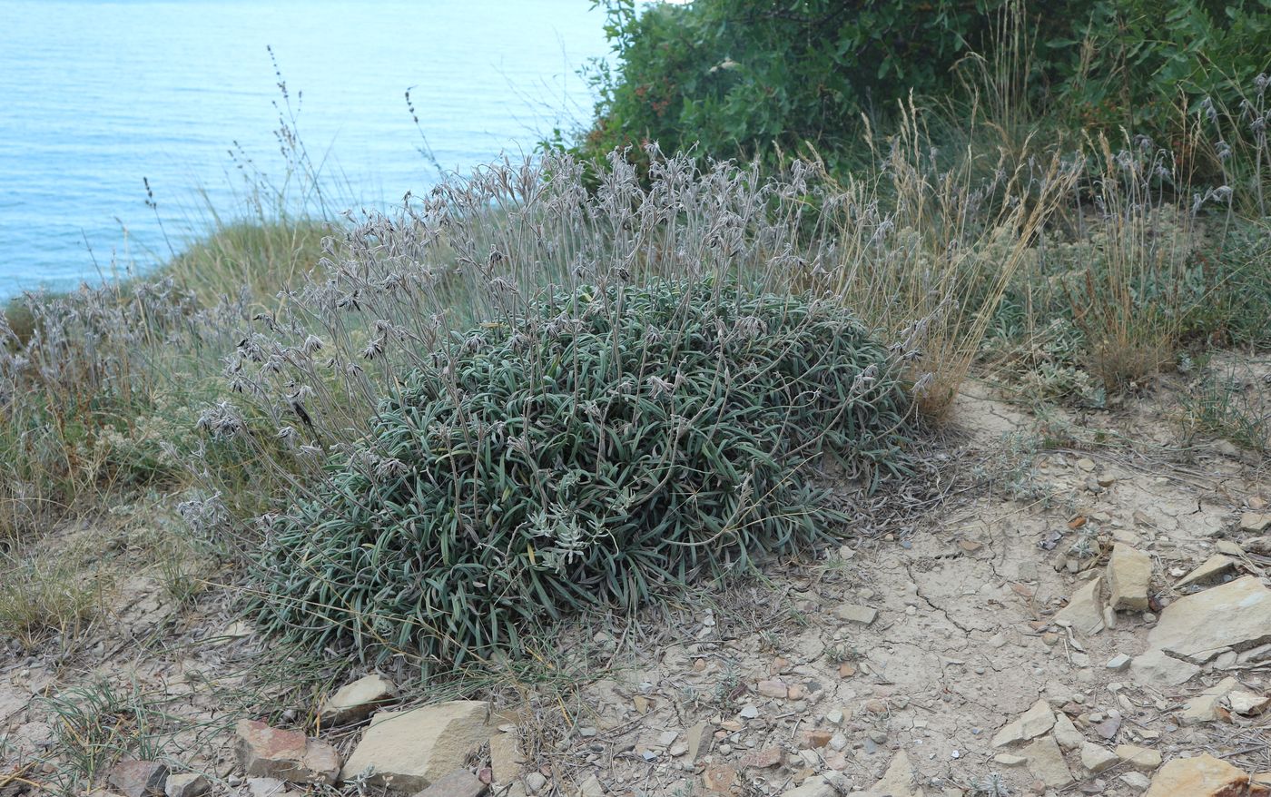 Image of genus Onosma specimen.