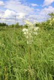 Filipendula vulgaris