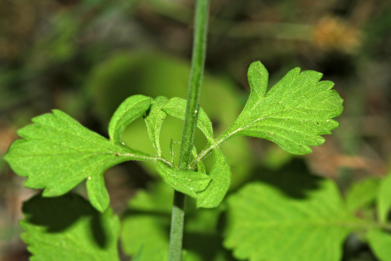 Image of Scabiosa sosnowskyi specimen.