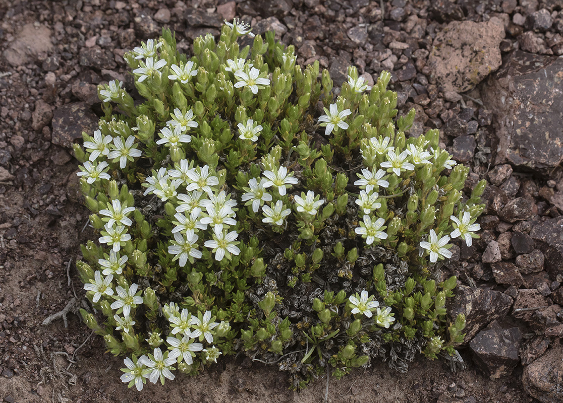 Image of Minuartia inamoena specimen.