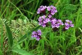 Verbena bonariensis. Верхушка цветущего растения. Новая Зеландия, р-н Уаикато, окр. Роторуа, лесной парк \"Whakarewarewa\". 29.12.2013.