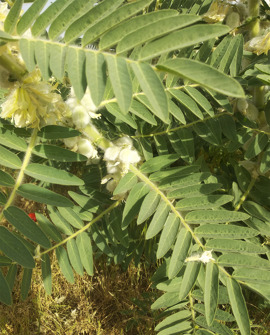 Изображение особи Astragalus sieversianus.