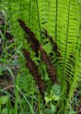 Matteuccia struthiopteris. Спороносные вайи. Красноярский край, Берёзовский р-н, долина р. Мана, берег реки. 06.06.2022.