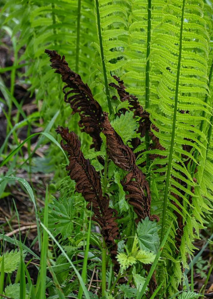 Image of Matteuccia struthiopteris specimen.