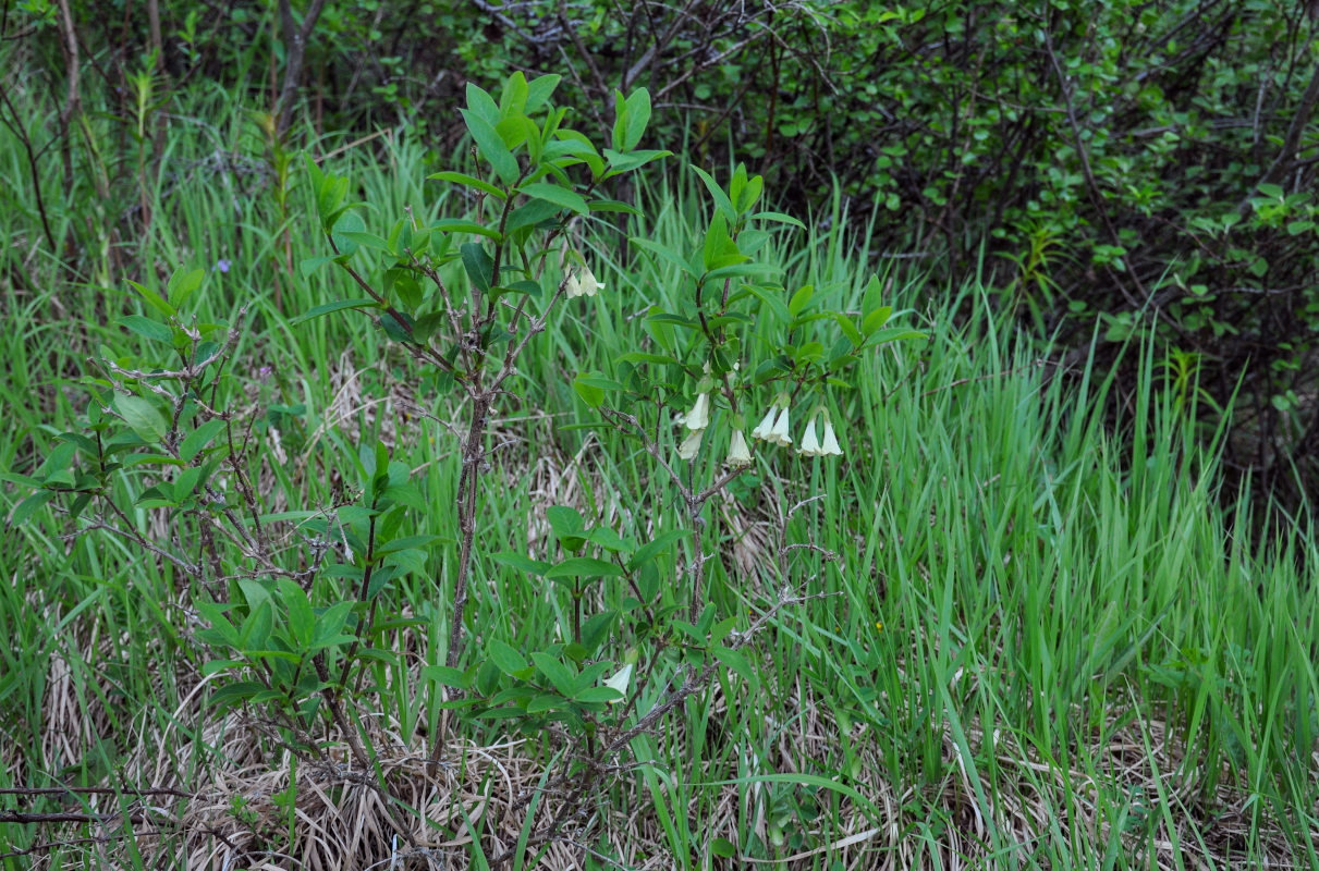 Image of Lonicera hispida specimen.