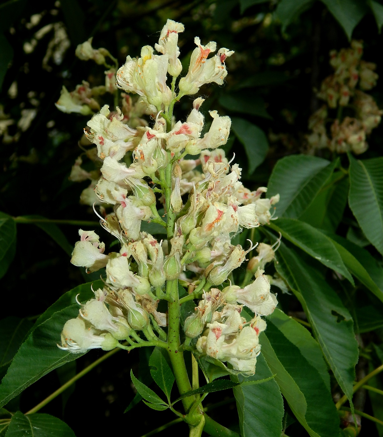 Image of genus Aesculus specimen.