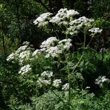 Anthriscus sylvestris. Верхушка цветущего растения. Свердловская обл., окр. г. Североуральск, перевал через хр. Еловая Грива, у дороги, смешанный лес. 30.06.2010.