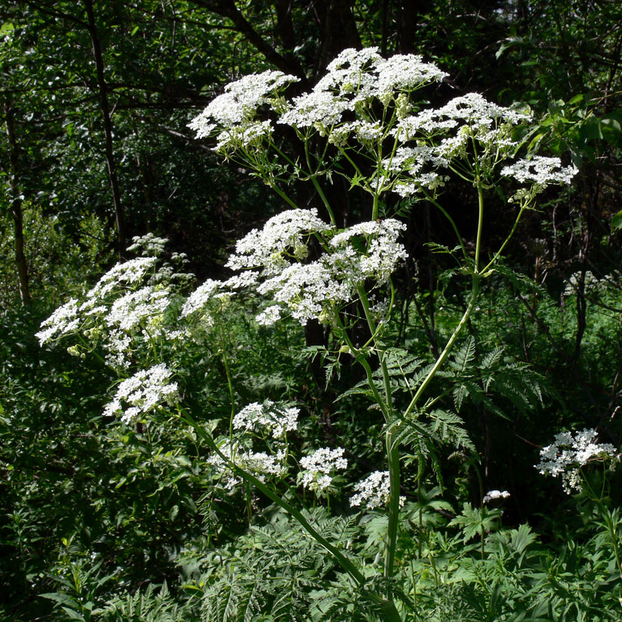 Image of Anthriscus sylvestris specimen.