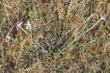 Dianthus tetralepis