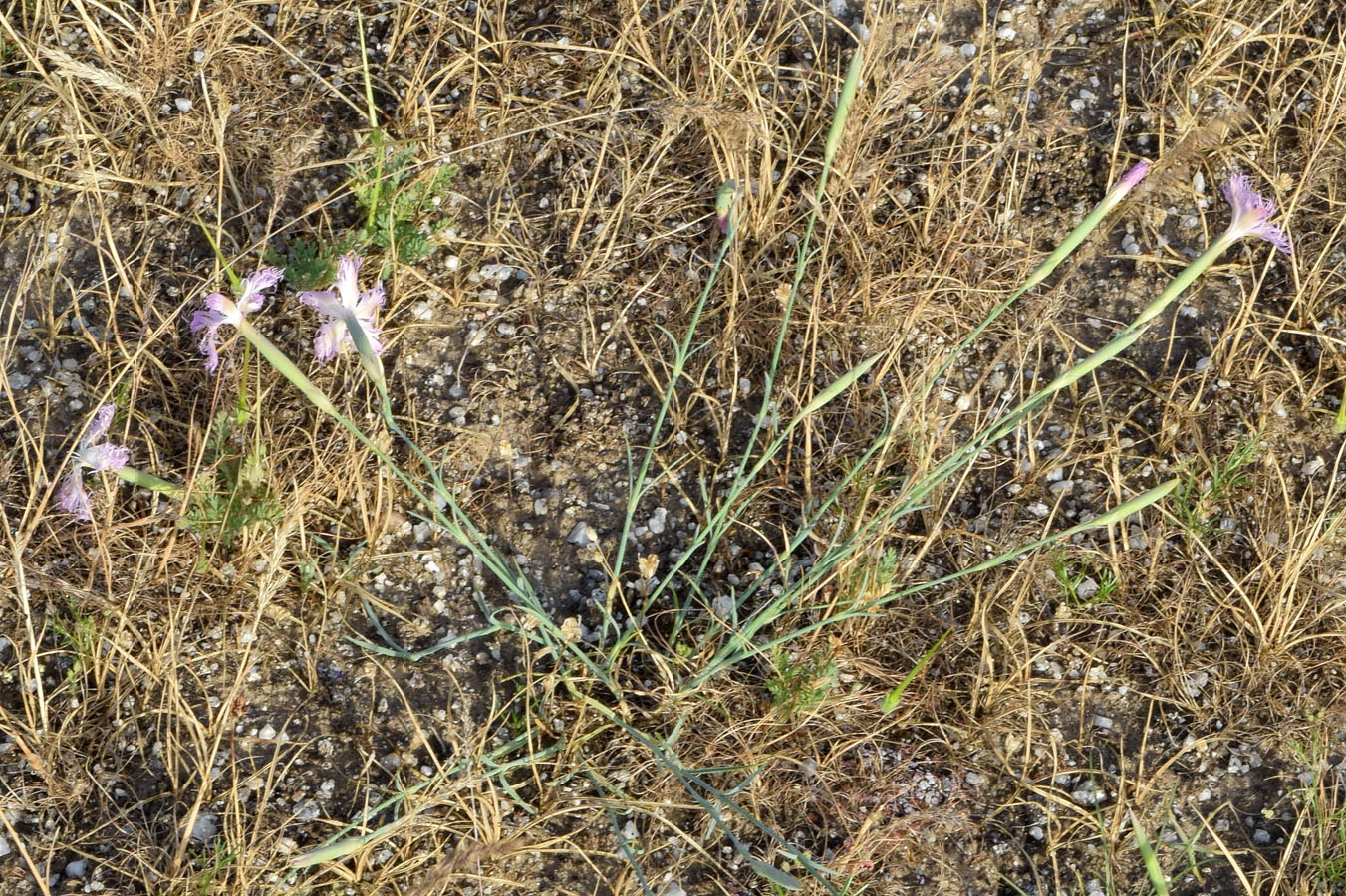 Image of Dianthus tetralepis specimen.