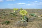 Ferula foetida