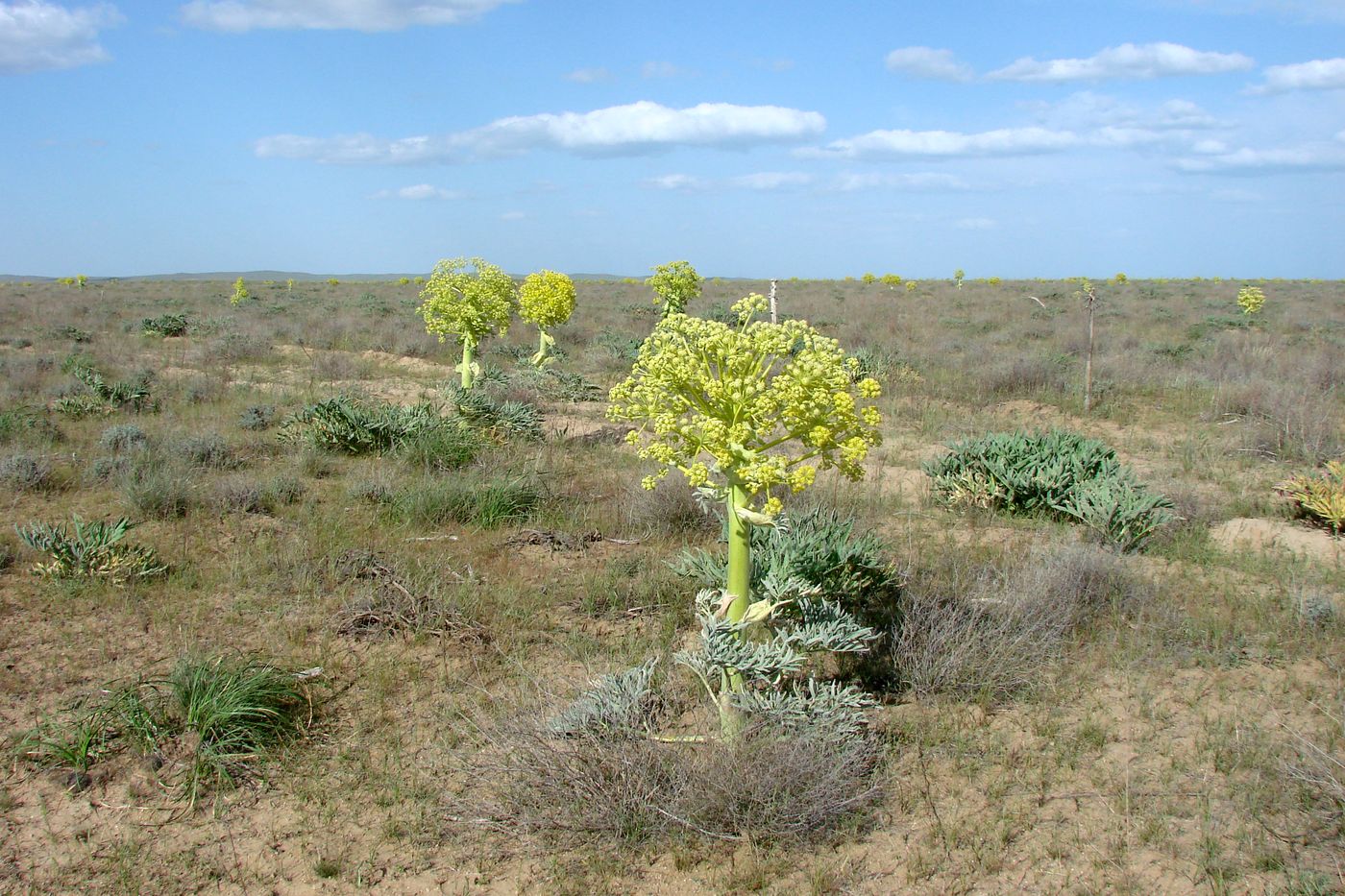 Изображение особи Ferula foetida.