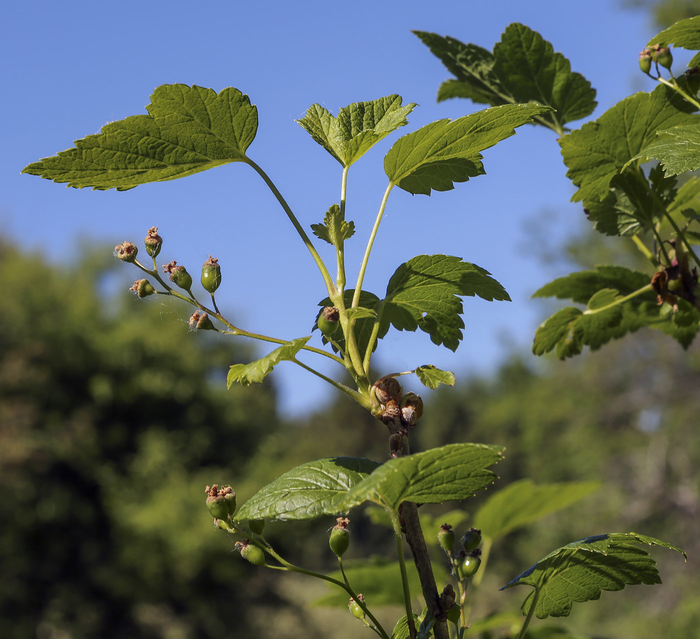 Изображение особи род Ribes.