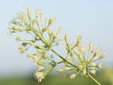 Silene wolgensis