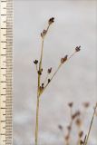 Juncus alpino-articulatus