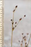 Juncus alpino-articulatus