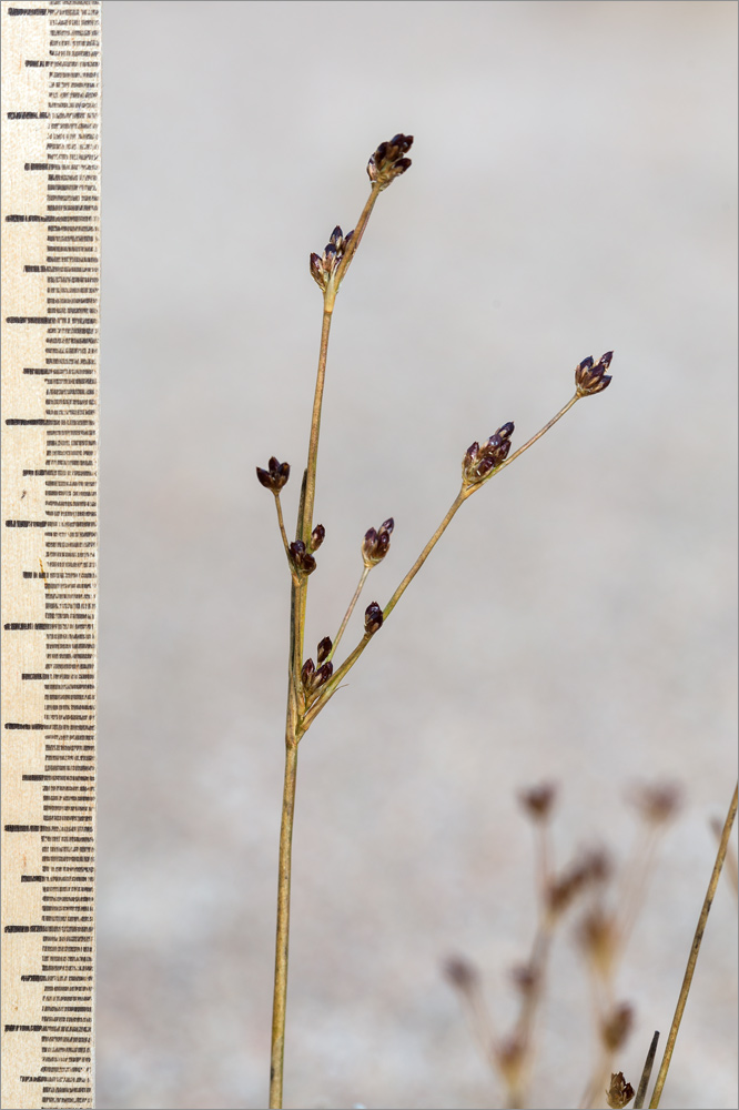 Изображение особи Juncus alpino-articulatus.