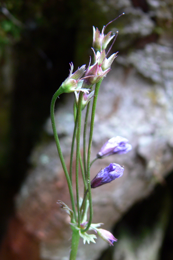 Image of Cortusa matthioli specimen.