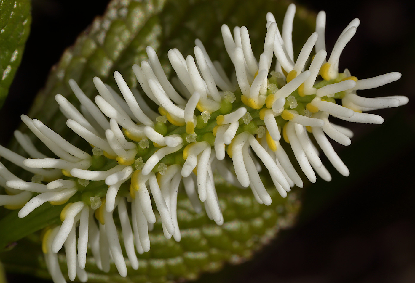 Image of Chloranthus quadrifolius specimen.