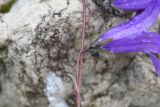 Campanula collina
