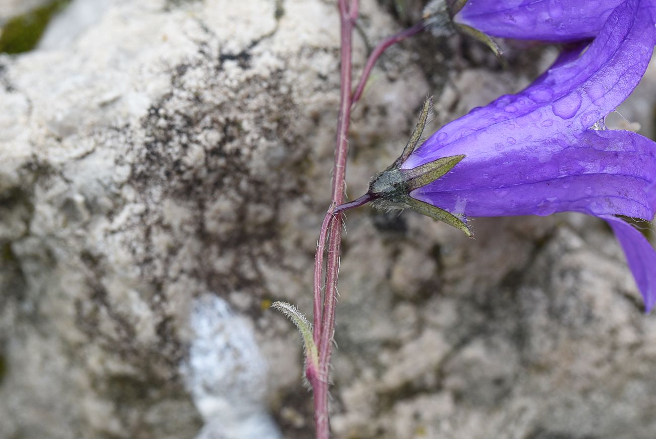 Изображение особи Campanula collina.