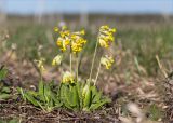 Primula veris. Цветущее растение. Ленинградская обл., Ломоносовский р-н, долина р. Шингарка, разнотравный луг на известняке. 22.05.2022.