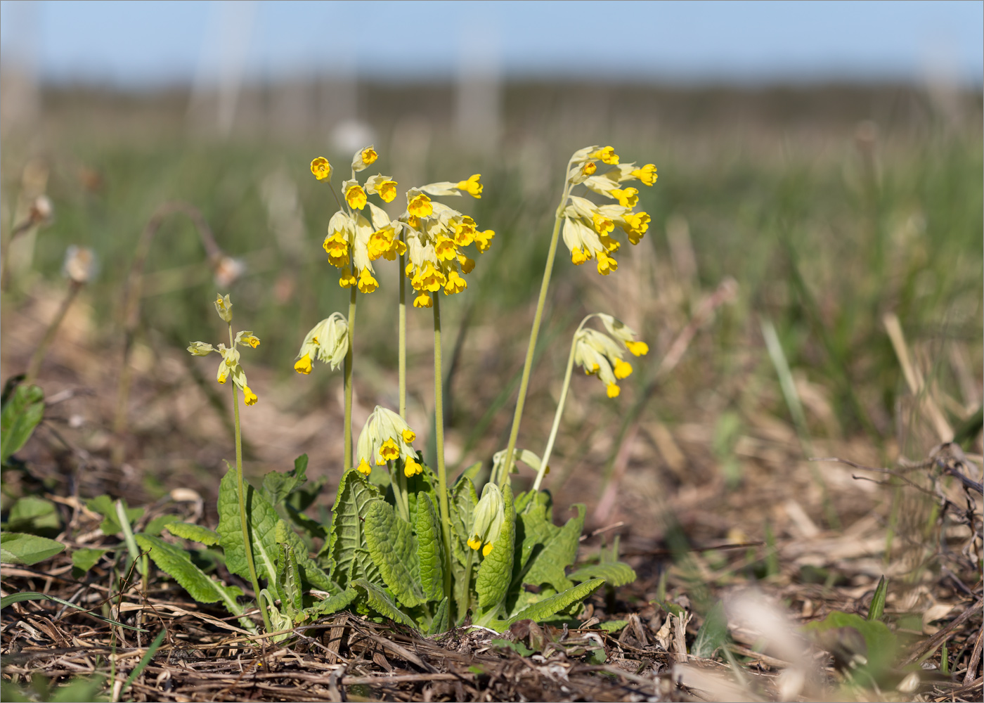 Image of Primula veris specimen.