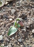 Fritillaria rugillosa