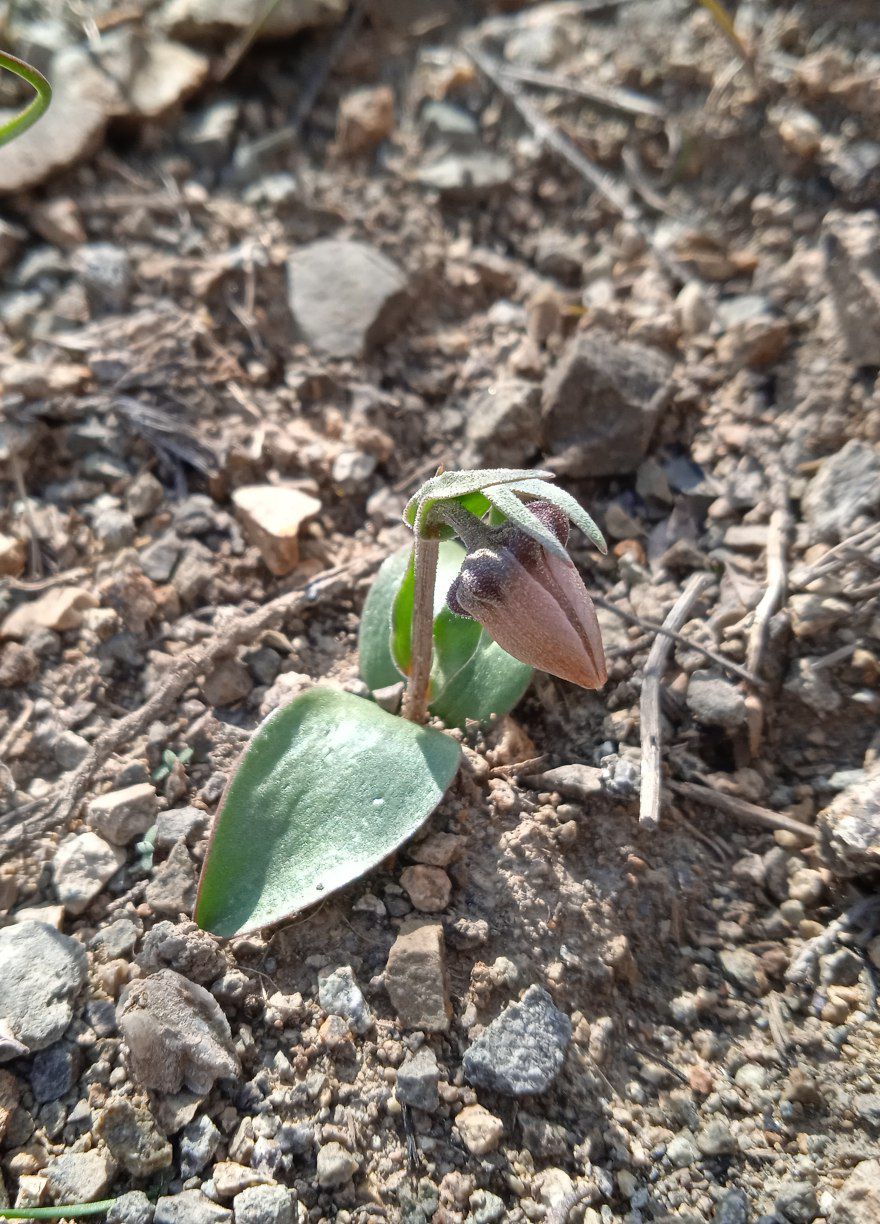 Изображение особи Fritillaria rugillosa.