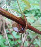 Lonicera caerulea