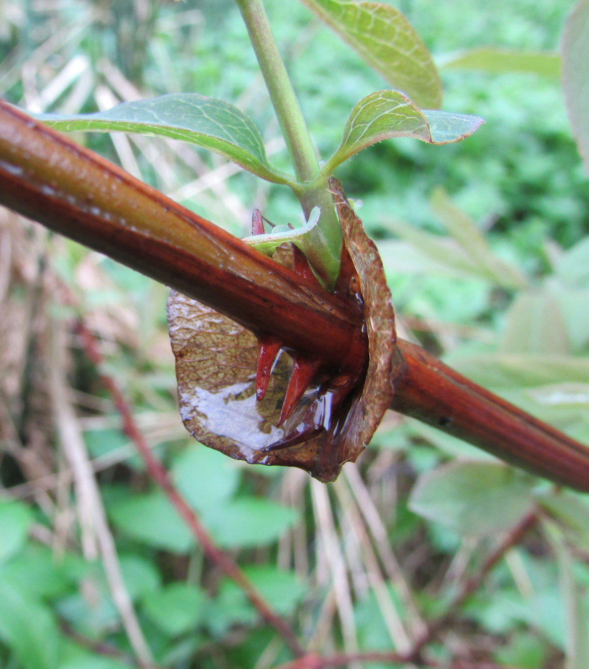 Image of Lonicera caerulea specimen.